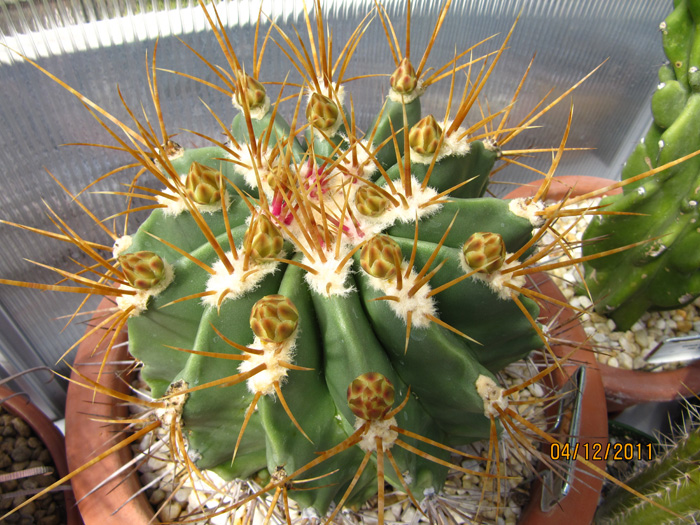 Ferocactus echidne